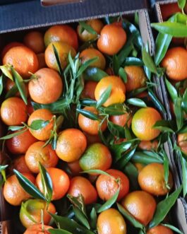 Mandarynka Grecka 5 kg