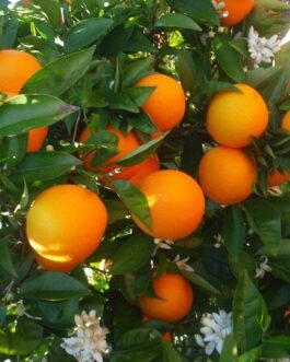 Pomarańcza Grecka 5 kg